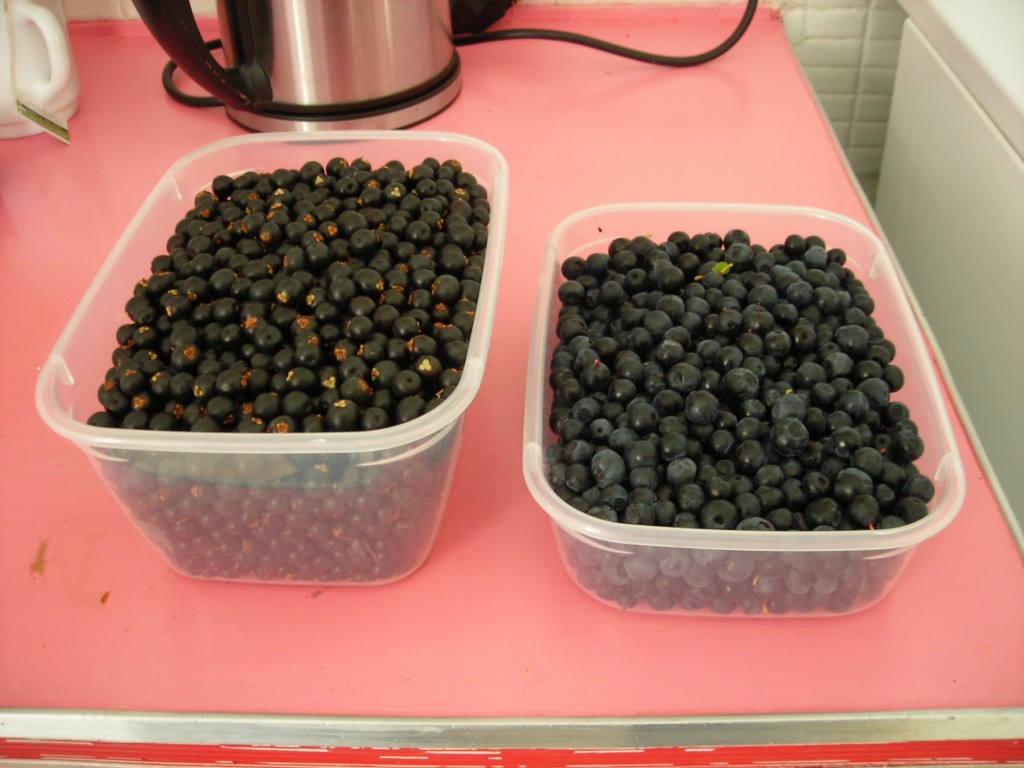 berries_picked